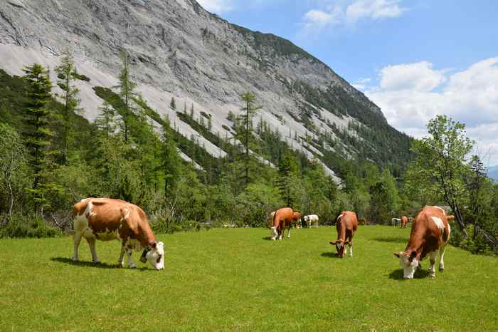 Die Kühe grasen am Stallenboden im Karwendel in Tirol
