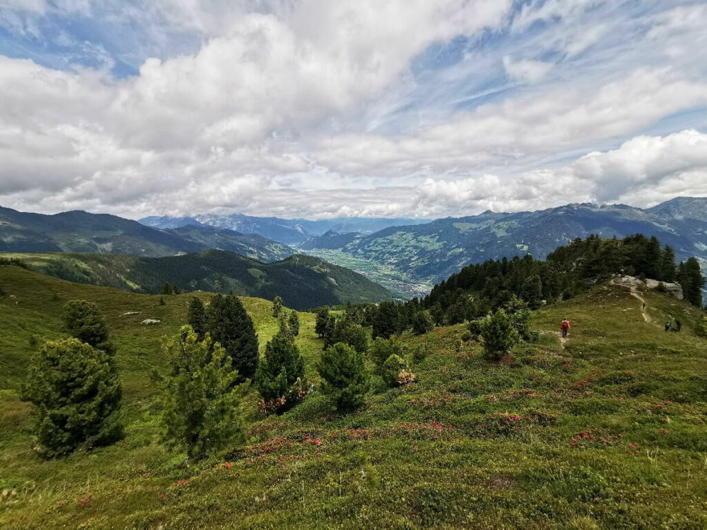 Im Zillertal wandern - direkt zwischen den Almrosen