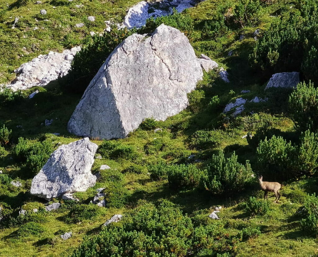 Gämsen am Stanser Joch